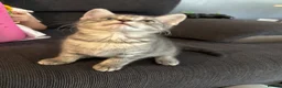 Mixed Breed cats for sale: Kitten - Advert 2