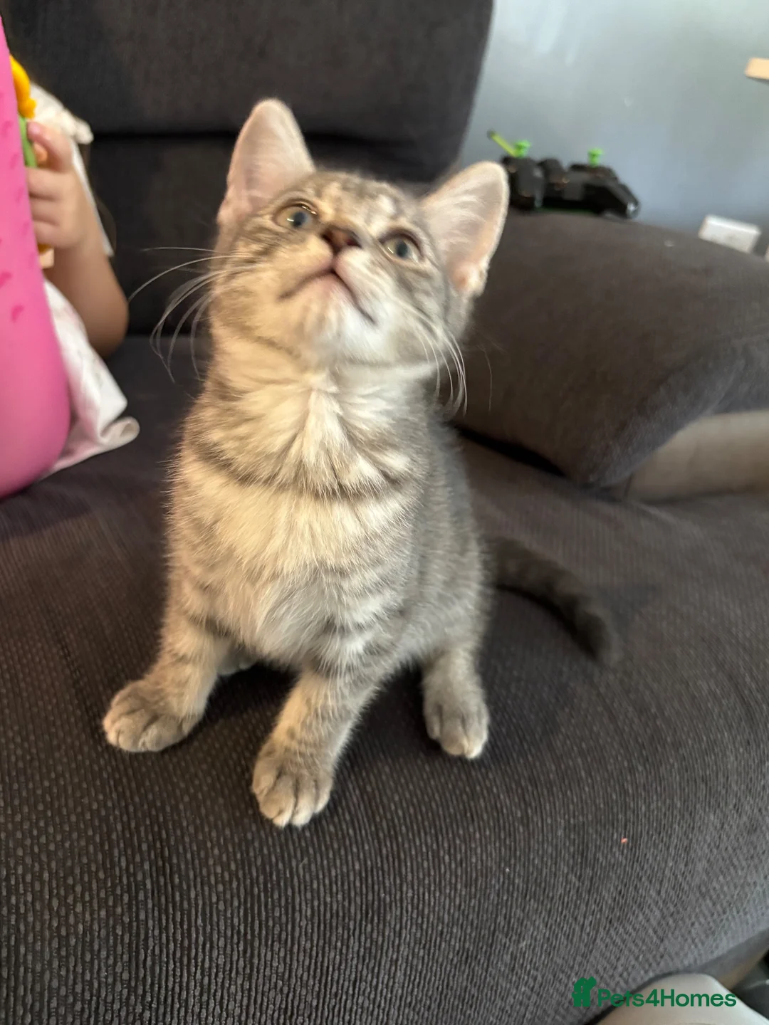 Mixed Breed cats for sale: Kitten - Advert 2