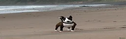 Miniature Bull terrier dogs for sale: 🐾 SPECIAL HOME WANTED FOR A VERY SPECIAL BOY 🐾 - Advert 4