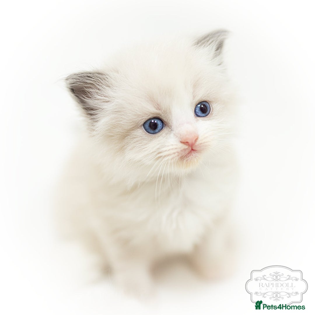 Ragdoll cats for sale: Ragdoll Bicolor Kitten Girl LPBD TICA SHOW - Image 4