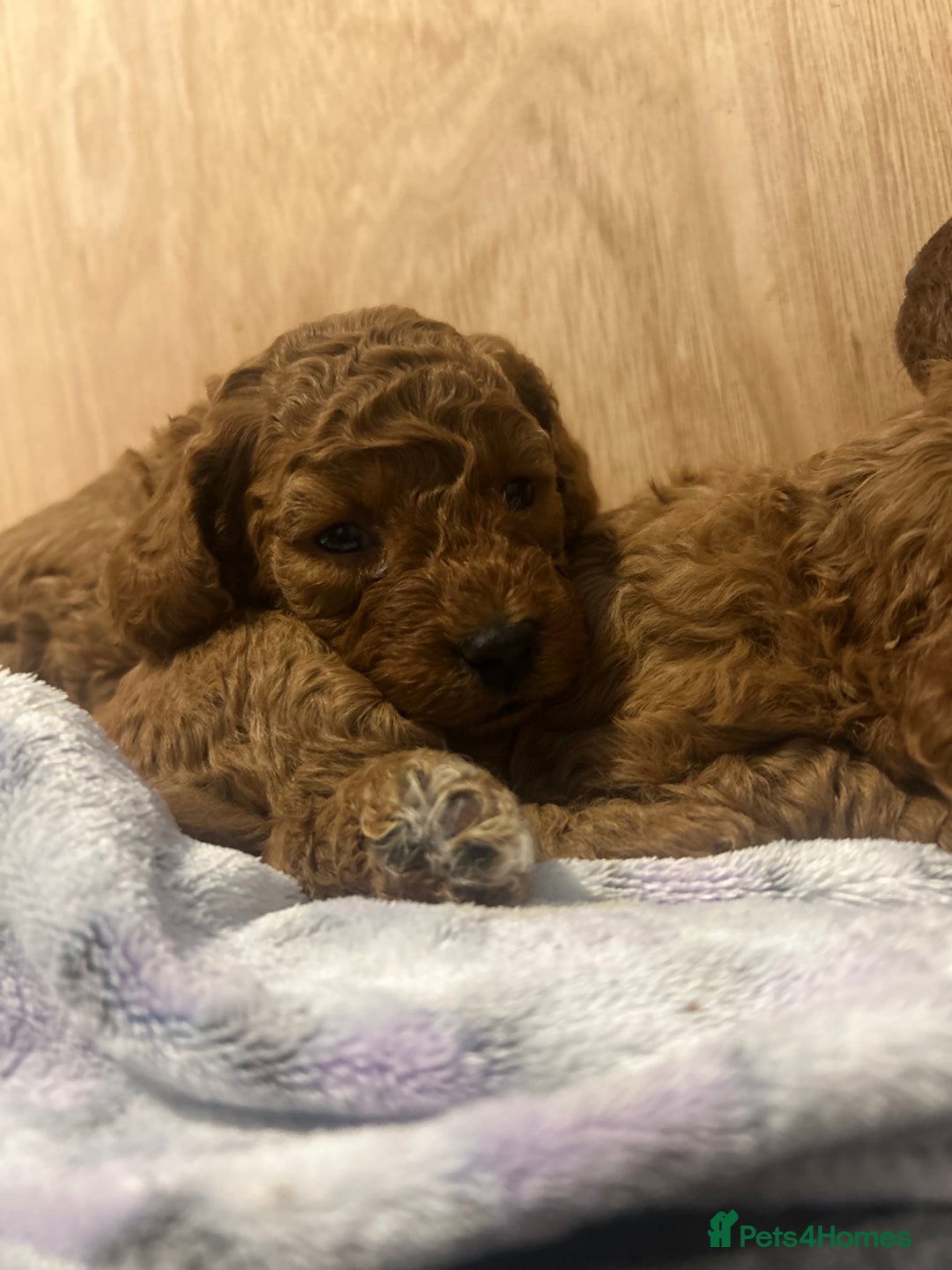 Cavapoo dogs for sale: TOY RED CAVAPOO PUPPIES  - Advert 10