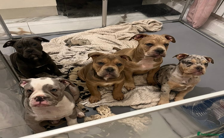 Olde English Bulldogge dogs - Advert 11