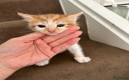 British Shorthair cats for sale: Four beautiful kittens - Image 4