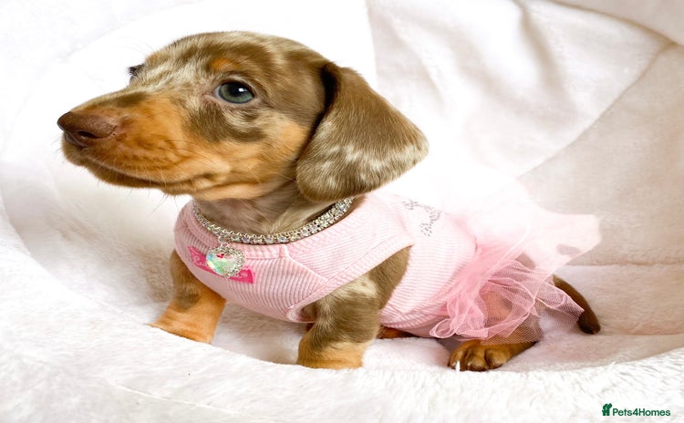 Miniature Dachshund dogs - Advert 8
