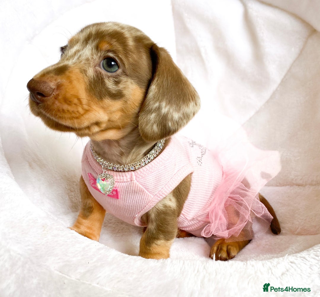 Miniature Dachshund dogs for sale: READY NOW PRA CLEAR DACHSHUND PUPPIES - Image 1
