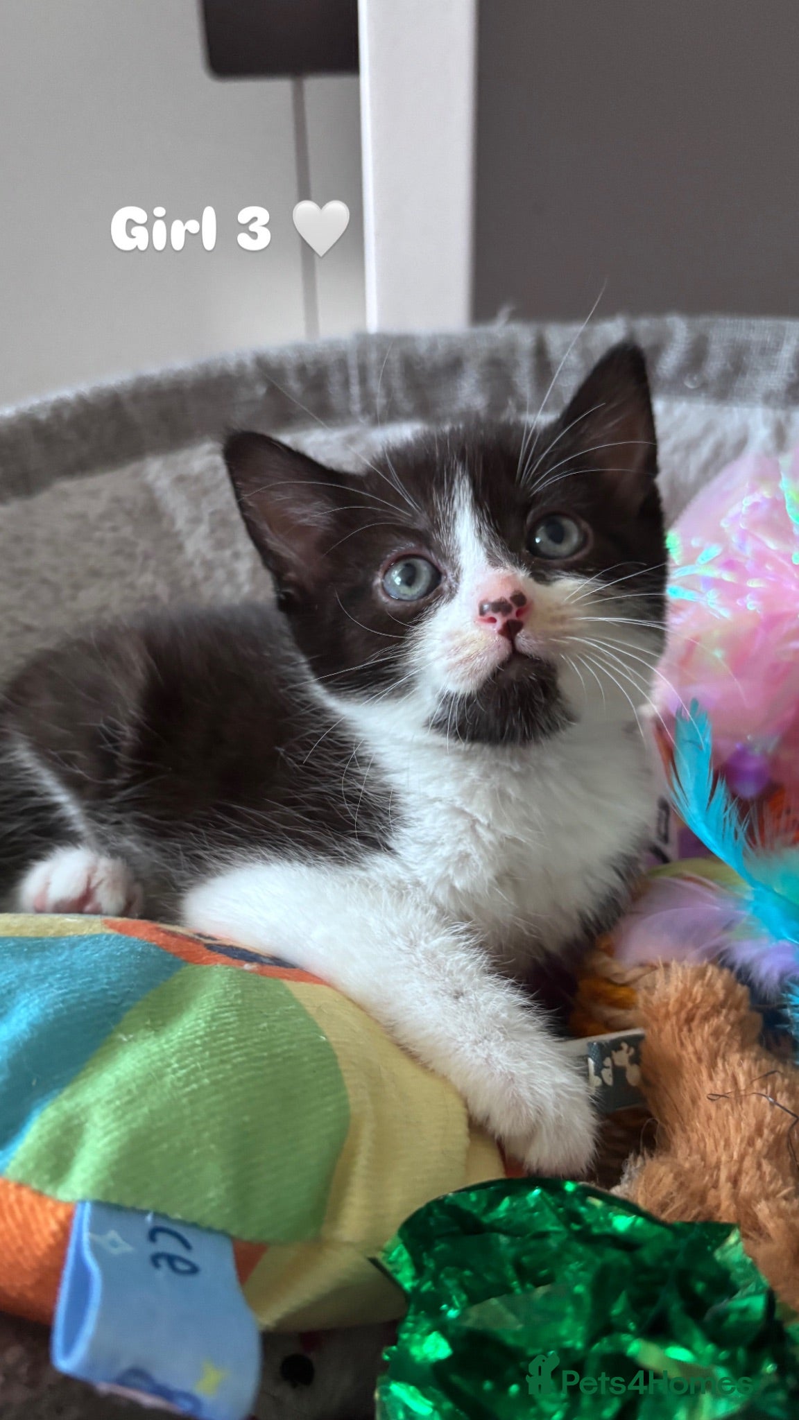 Mixed Breed cats 3 black and white kittens 🩷 - Advert 2