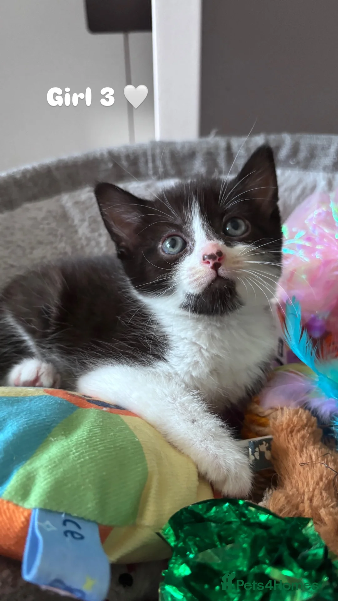 Mixed Breed cats for sale: 3 black and white kittens 🩷 - Advert 1