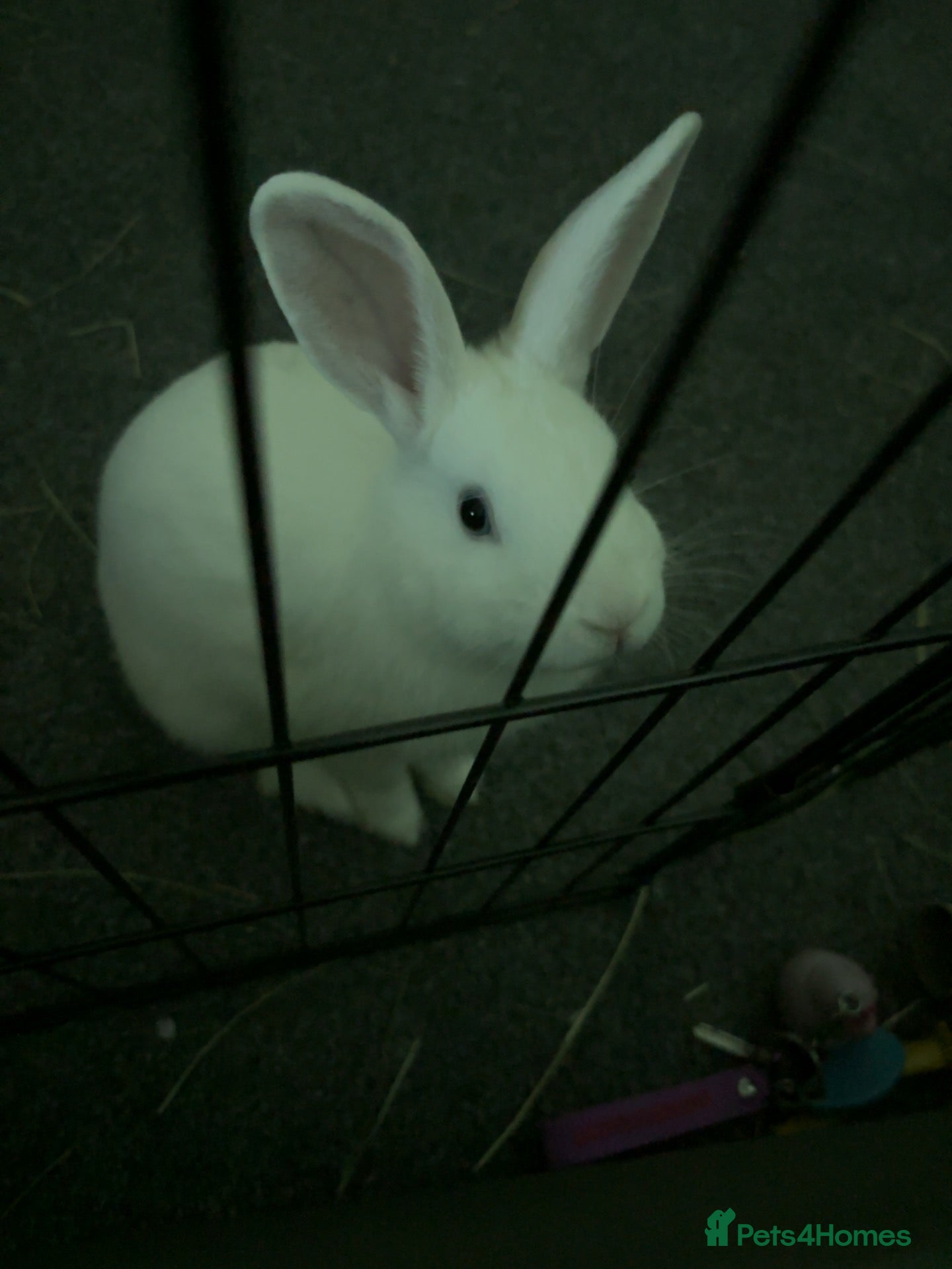 New Zealand rabbits thumper - Advert 1