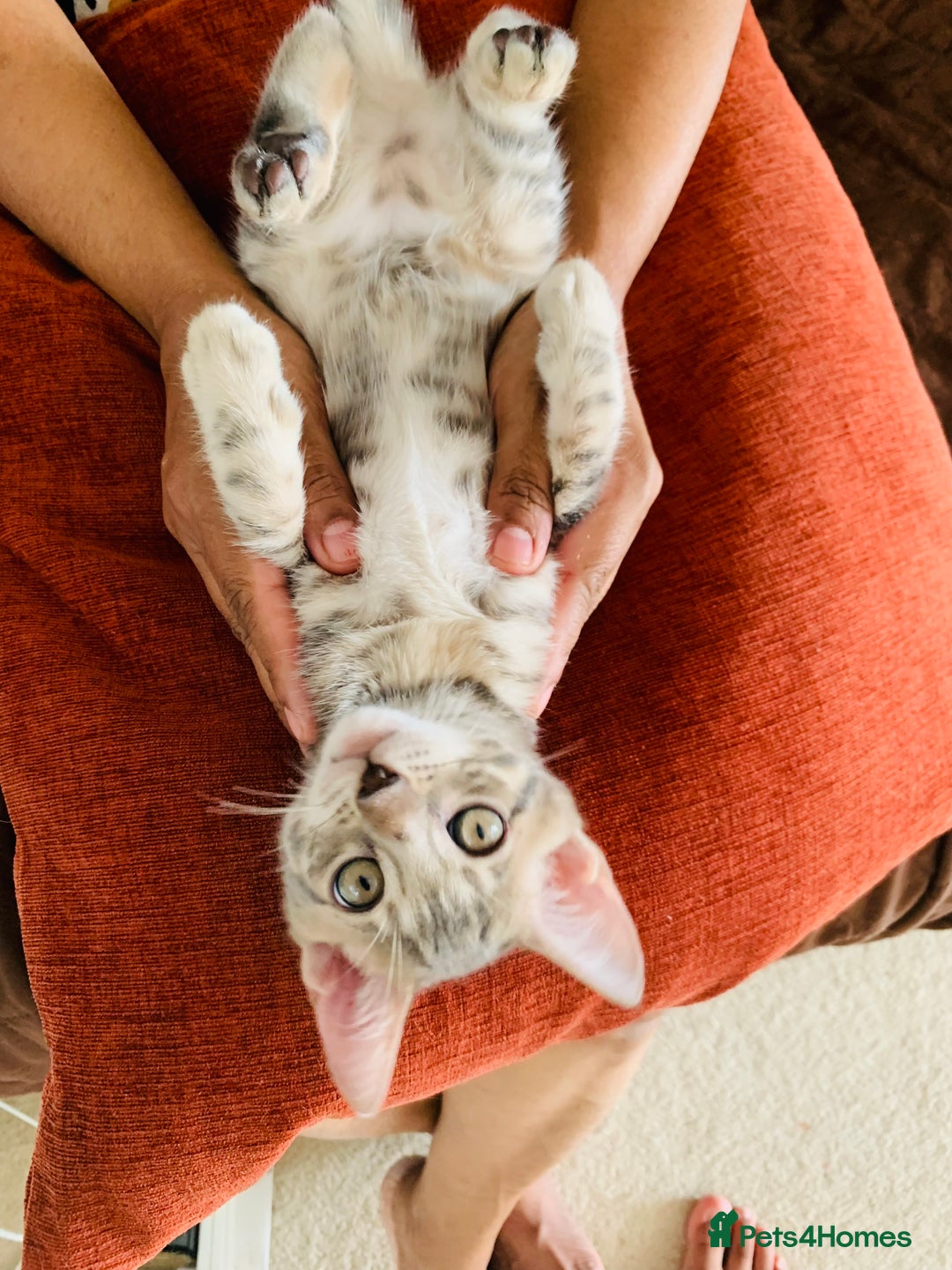 Bengal cats for sale: High Quality Rosetted Pure Breed Bengal in Chigwell - Image 4