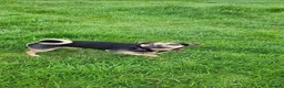 Jug dogs for sale: Jug for sale. Friendly beautiful female - Advert 2