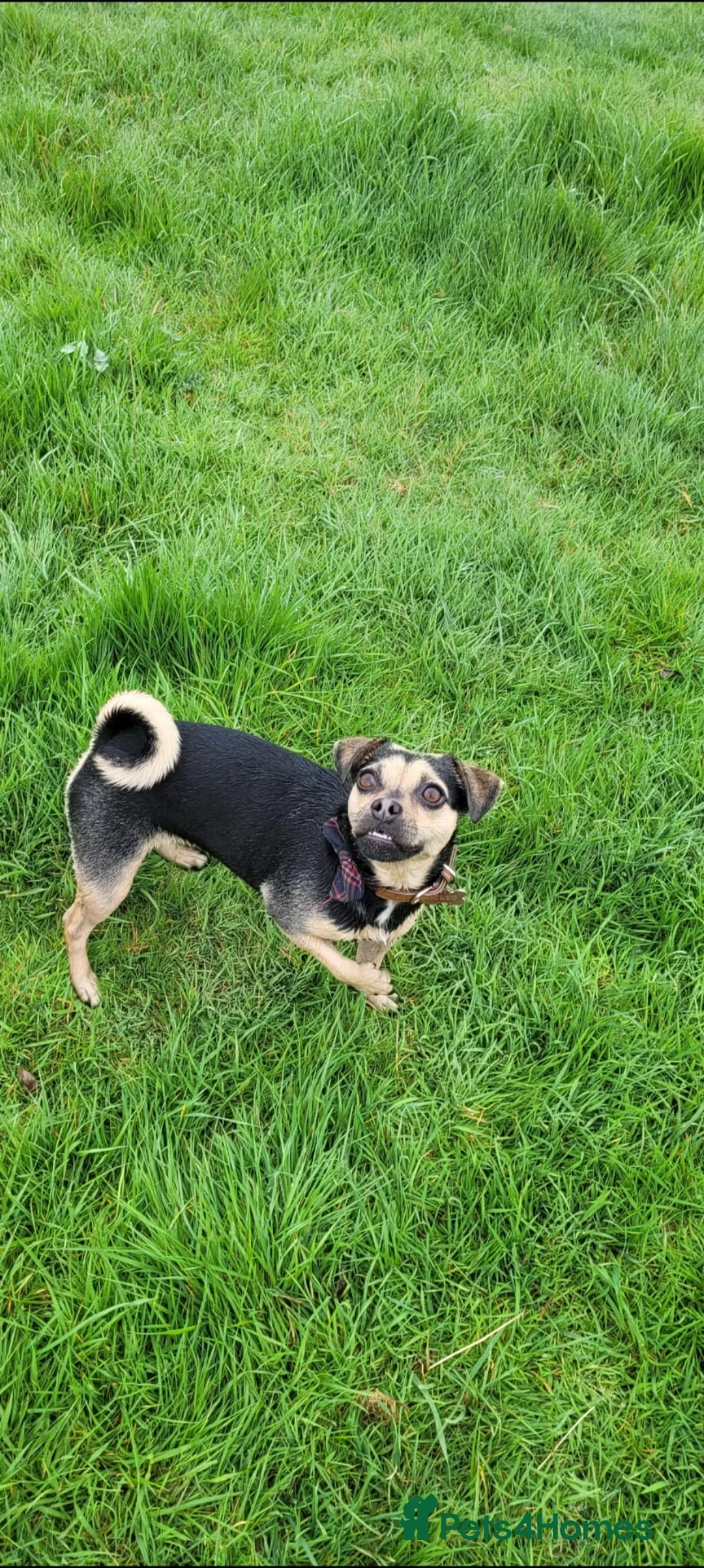 Jug dogs for sale: Jug for sale. Friendly beautiful female - Advert 2