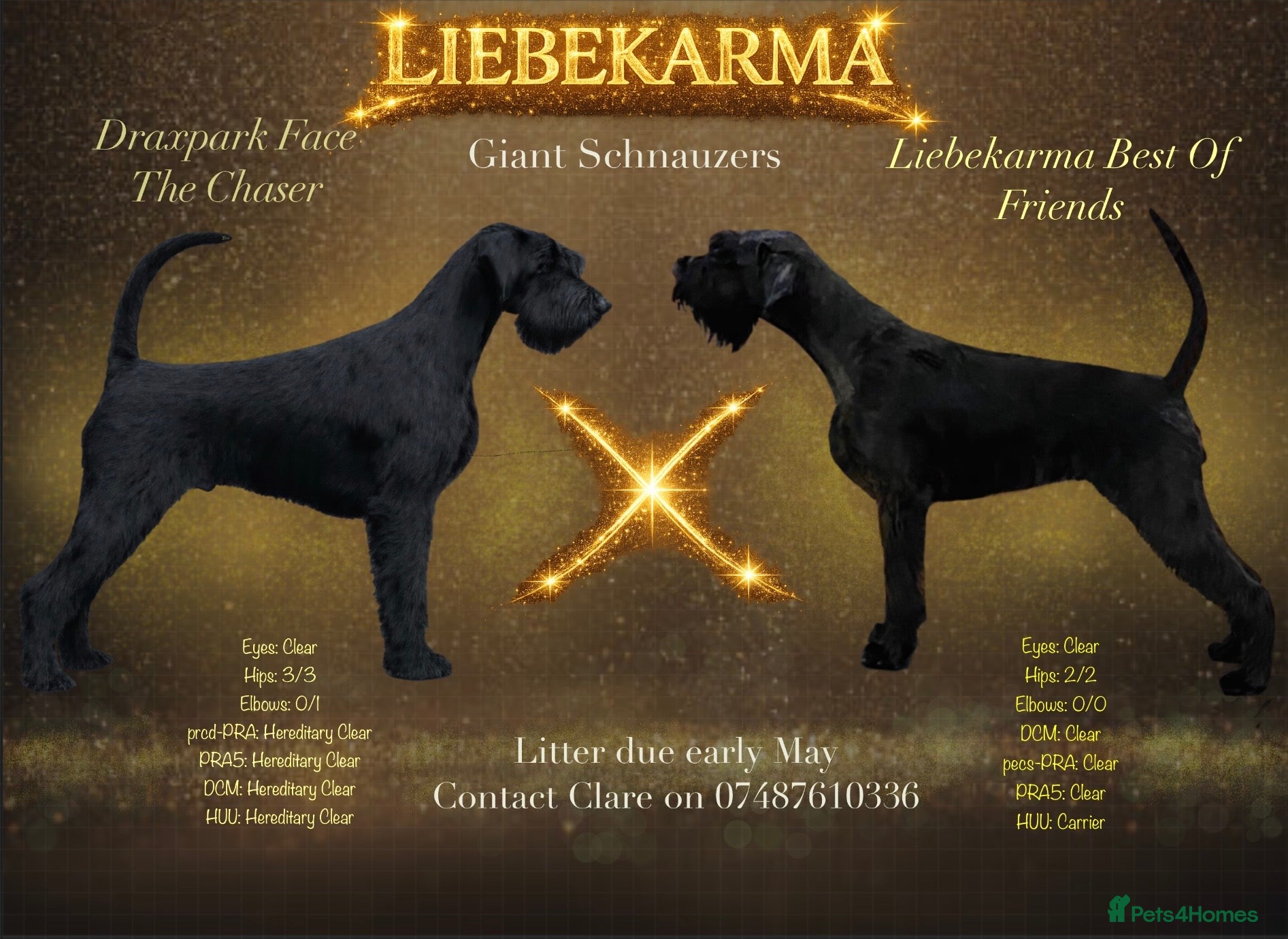 Giant Schnauzer dogs Puppies from FULLY health tested parents.  KC Reg - Advert 1