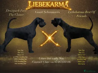 Giant Schnauzer dogs Puppies from FULLY health tested parents. KC Reg - Advert 10
