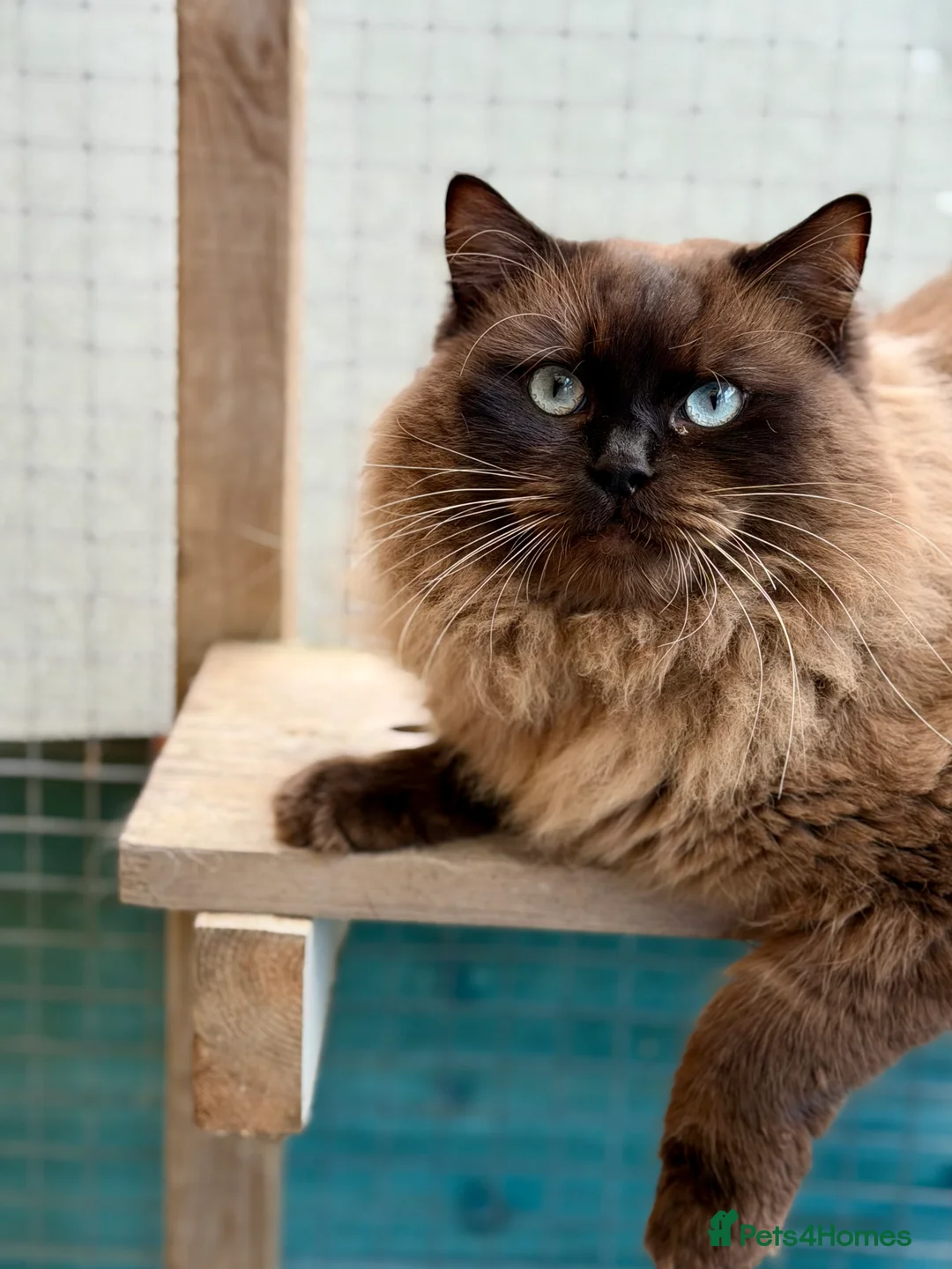 Ragdoll cats for sale: TICA registered cherubim kittens - Advert 29