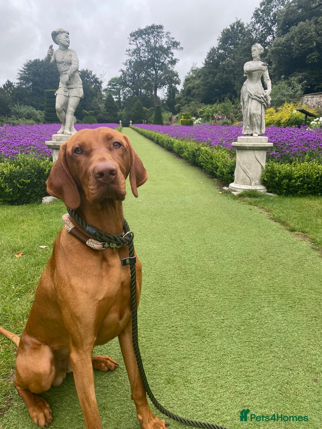 Hungarian Vizsla dogs for stud: Proven KC Registered Hungarian Vizsla in Reading - Advert 10