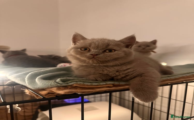 British Shorthair cats - Advert 3