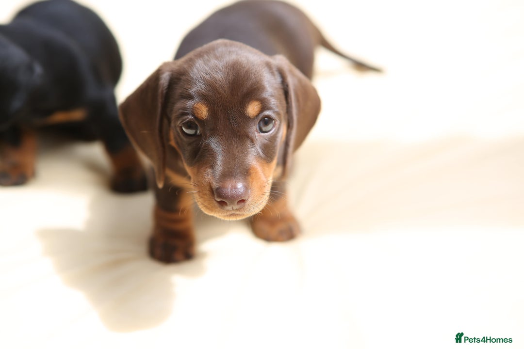 Miniature Dachshund dogs for sale: Miniature dachshund puppies, family bred - Image 3