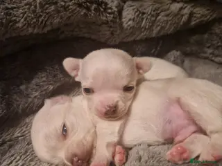 Chihuahua dogs Pure White Chihuahua Male Puppies For Sale - Advert 10