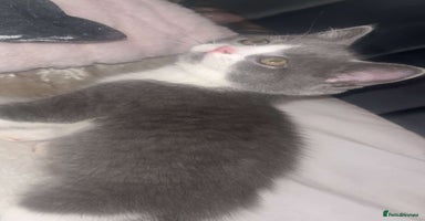 Scottish Fold cats in Colchester - Advert 10