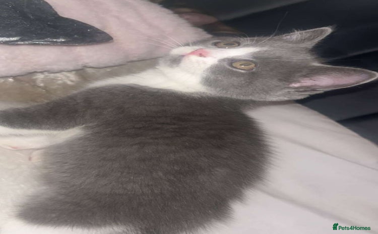 Scottish Fold cats in Colchester - Advert 4