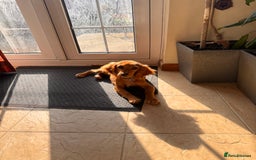 Cockalier dogs for sale: Rehoming Two Young Female Spaniels  - Image 12