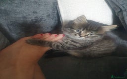 Persian cats for sale: These are 1/4 Perisan kittens  - Image 3