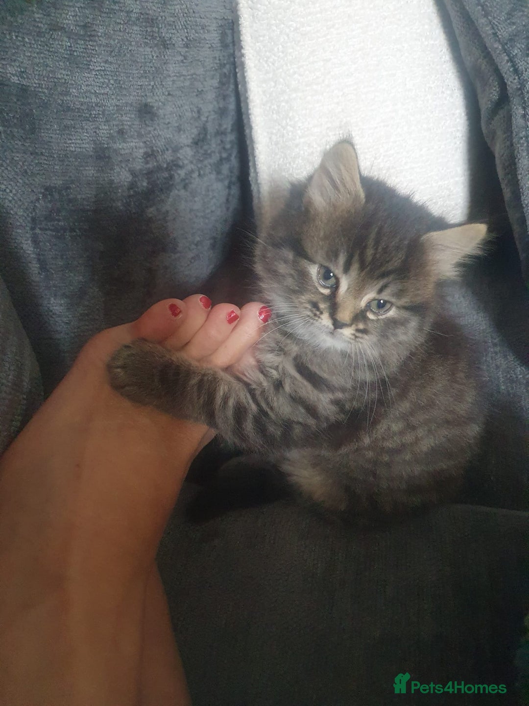 Persian cats for sale: These are 1/4 Perisan kittens  - Image 3
