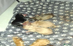 Cockapoo dogs for sale: F1 Cockerpoo puppies - Image 2