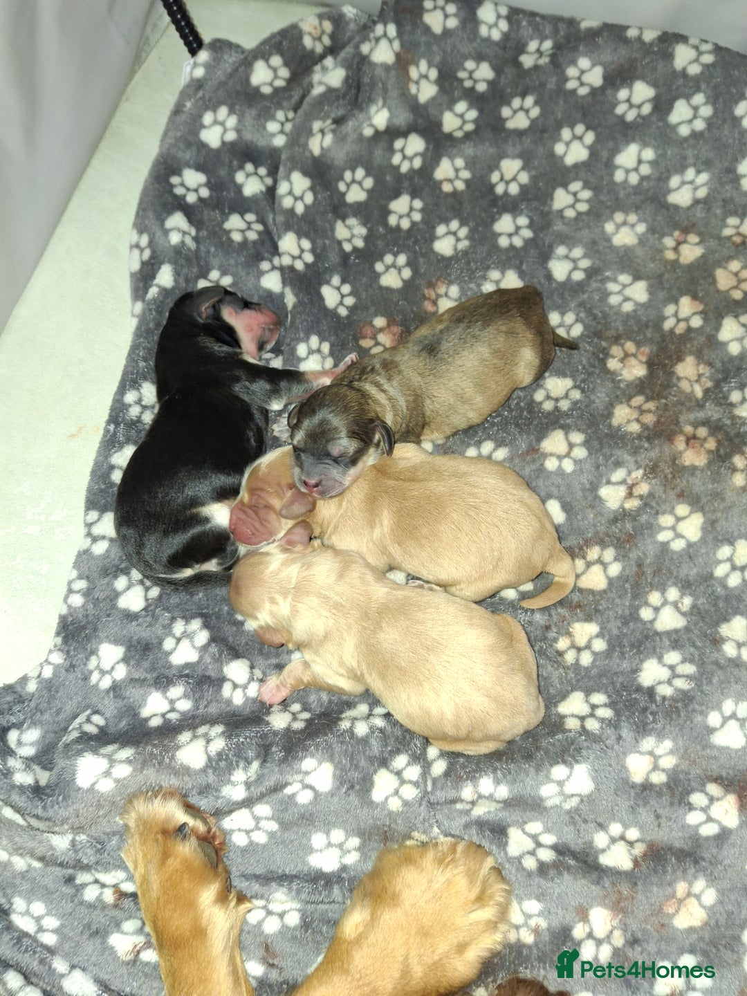 Cockapoo dogs for sale: F1 Cockerpoo puppies - Image 2