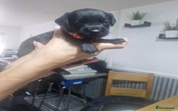 Mixed Breed dogs for sale: Labradoodle x - Image 5