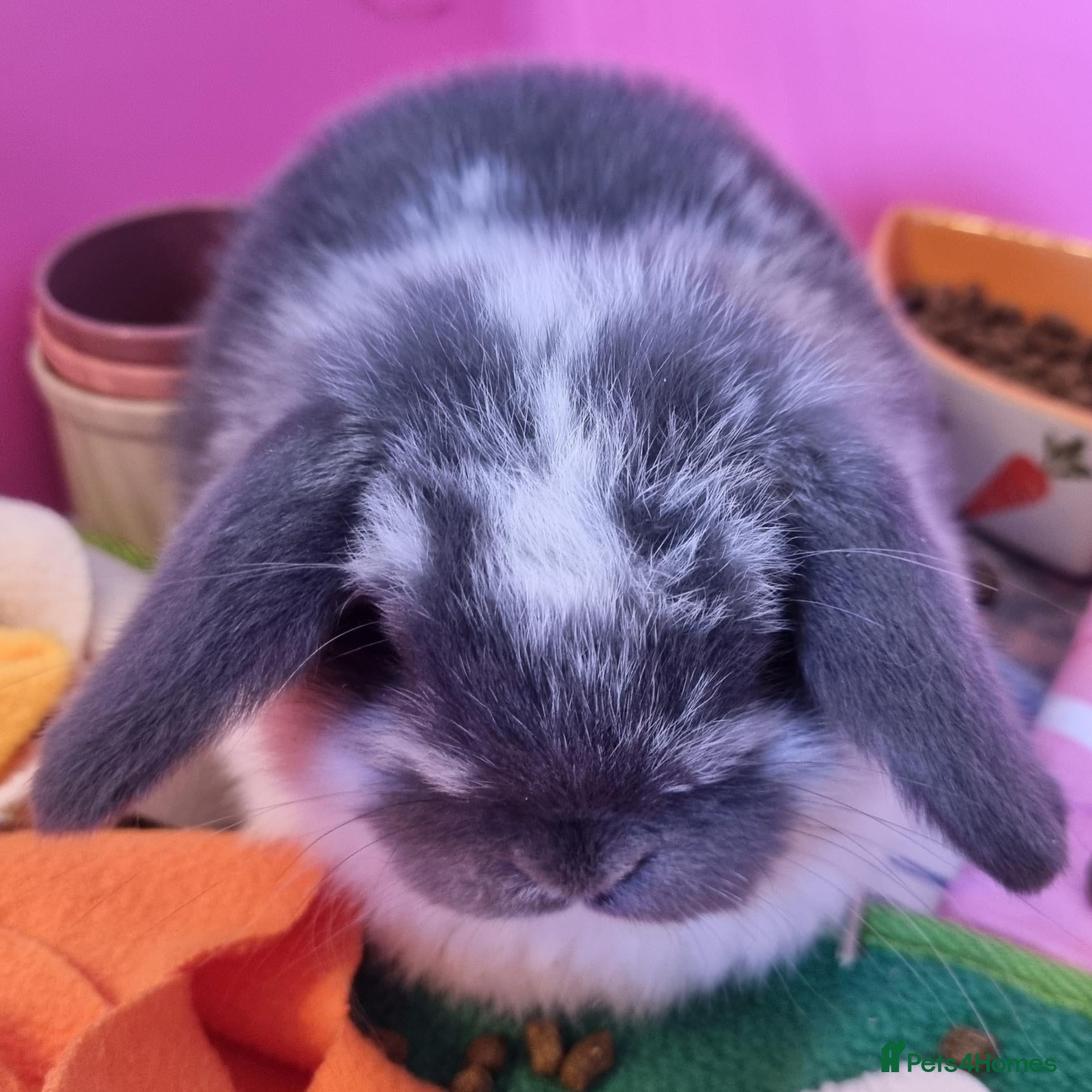 Mini Lop rabbits Purebred mini lop baby bunnies - Advert 1