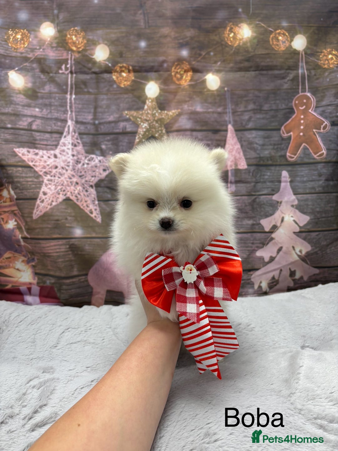 Pomeranian dogs for sale: One Boy Pomeranian left  - Advert 16