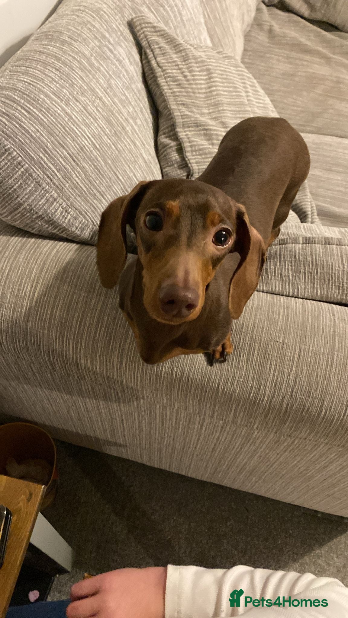 Dachshund dogs 2 year old female for sale  - Advert 3