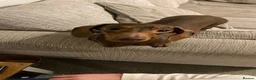 Dachshund dogs for sale: 2 year old female for sale  - Advert 1