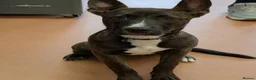 Mixed Breed dogs for sale: ZEUS Belgian Malinois Cross - Advert 2