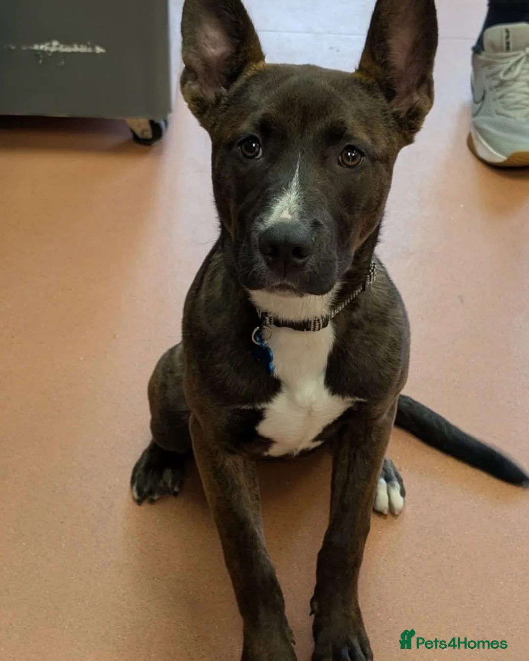 Mixed Breed dogs for sale: ZEUS Belgian Malinois Cross - Advert 2