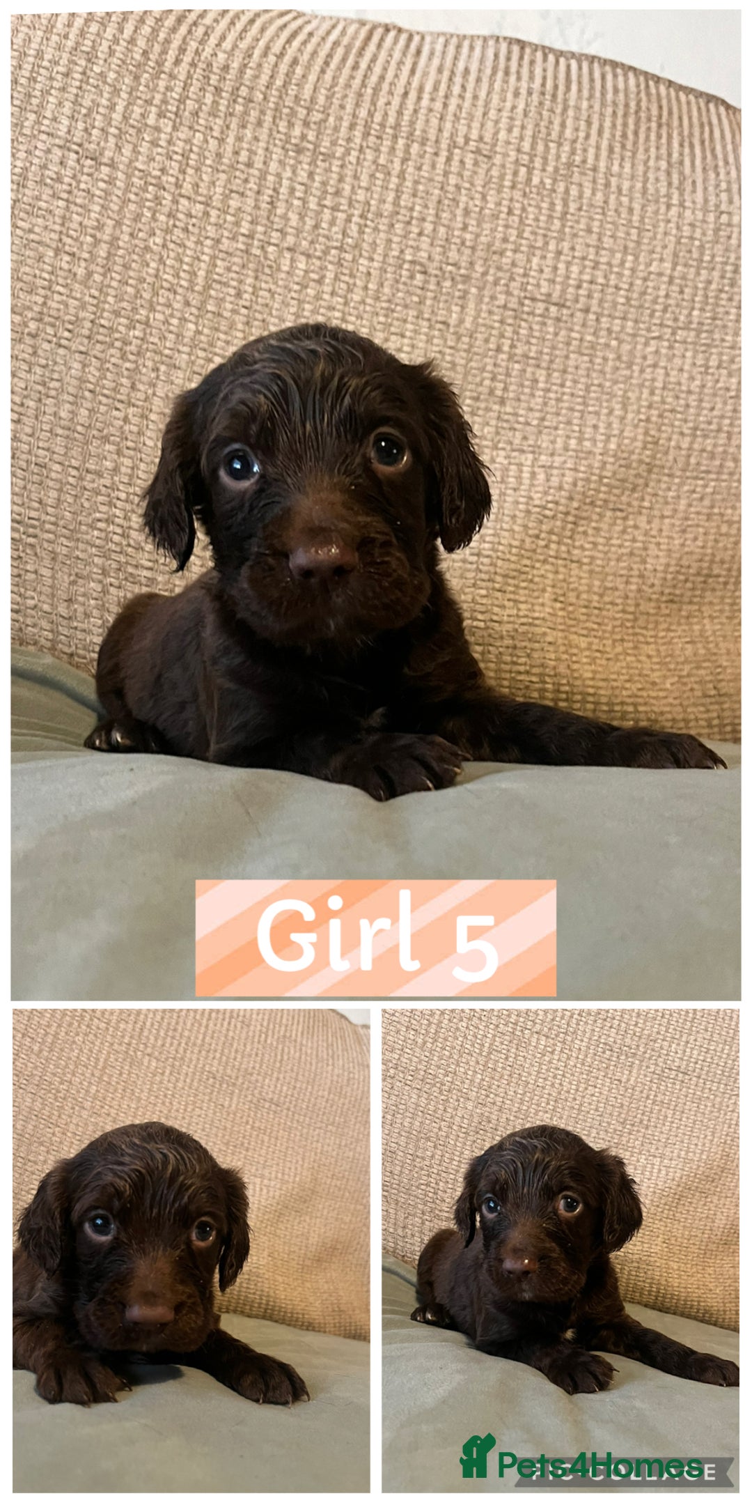 Sprocker dogs for sale: Sprocker Spaniels - Image 5