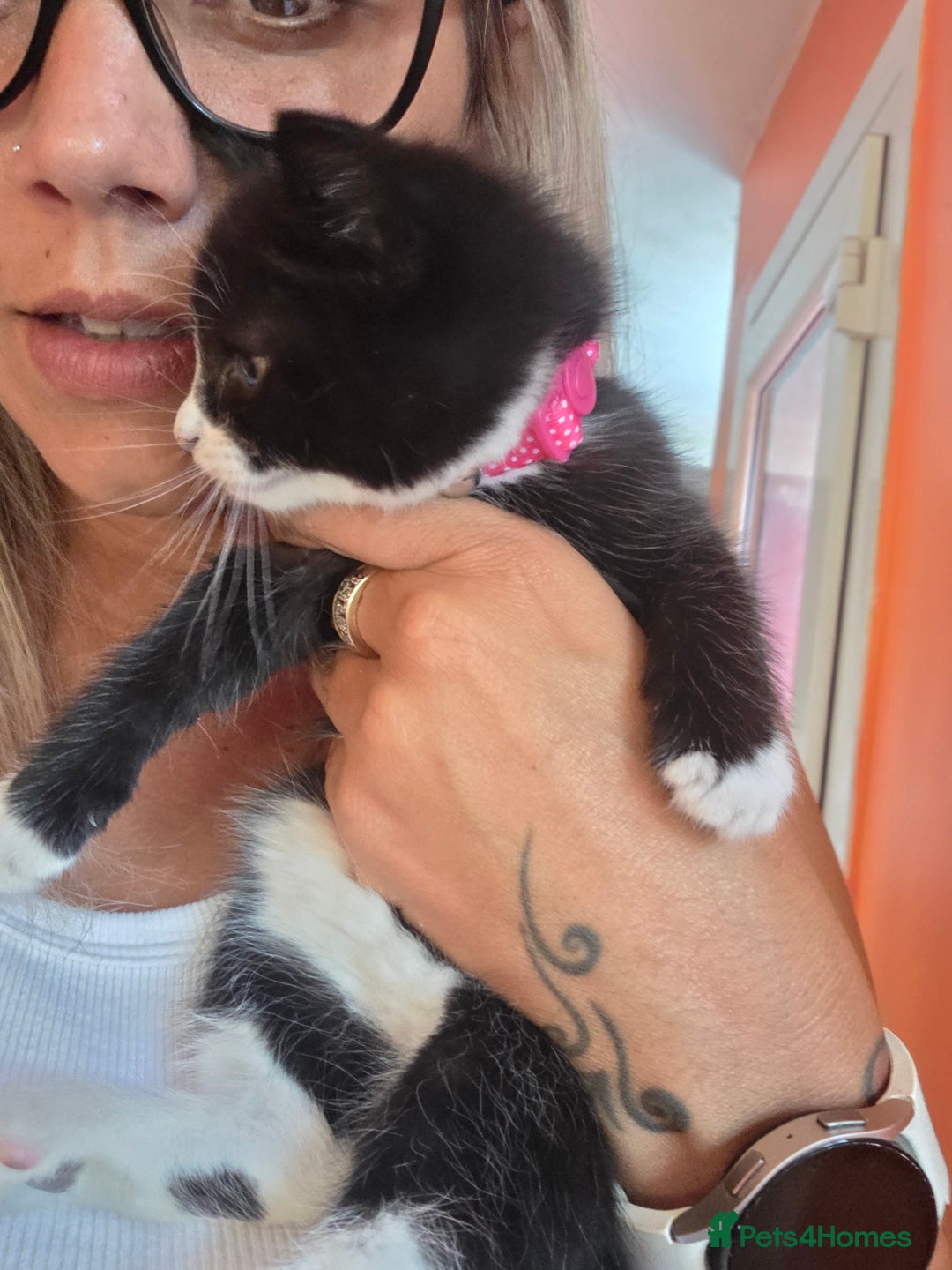 Maine Coon cats for sale: Stunning maincoon cross kittens  - Image 13