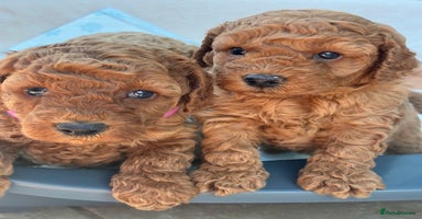 Miniature Poodle dogs - Advert 6