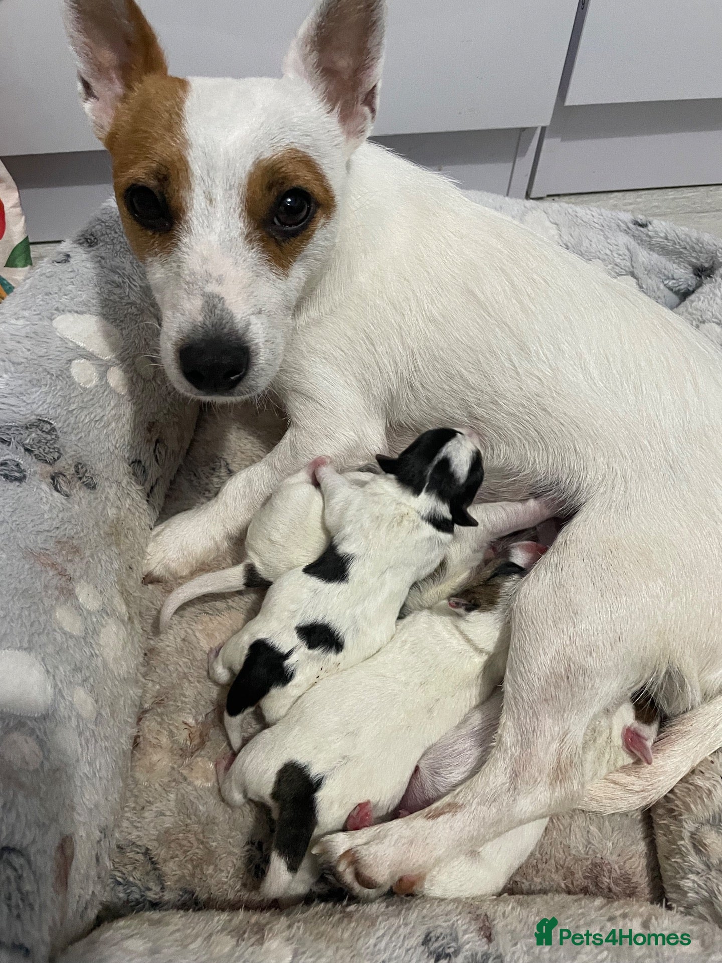 Jack Russell dogs Jack Russel Girls for sale  - Advert 1