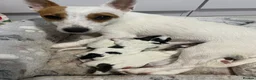 Jack Russell dogs for sale: Jack Russel Girls for sale  - Advert 1