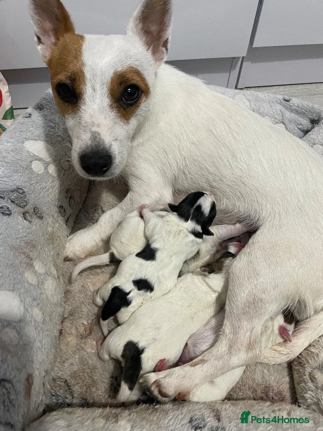 Jack Russell dogs for sale: Jack Russel Girls for sale  - Advert 1