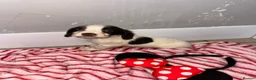Cocker Spaniel dogs for sale: Cocker spaniel puppies  - Advert 14