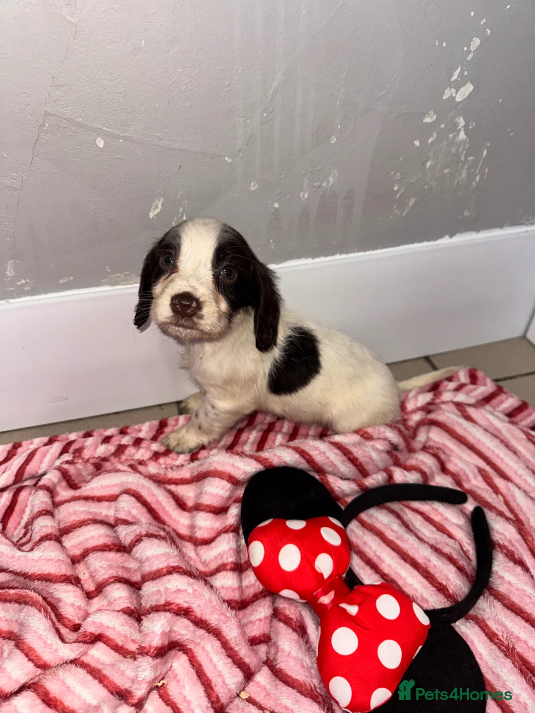 Cocker Spaniel dogs for sale: Cocker spaniel puppies  - Advert 14