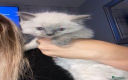 Ragdoll cats for sale: Ragdoll kittens  - Image 6