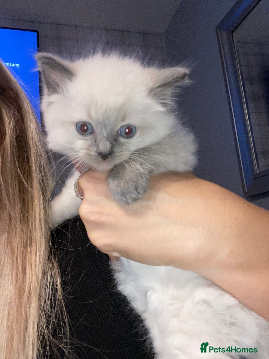 Ragdoll cats for sale: Ragdoll kittens  - Image 6