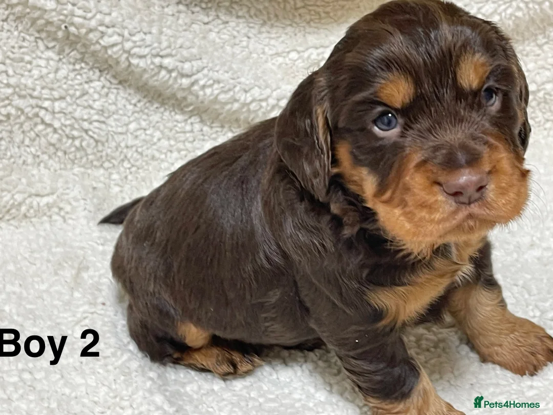 Cocker Spaniel dogs for sale: Working cocker spaniels - Advert 12