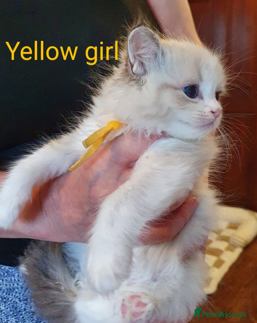 Ragdoll cats for sale: Ragdoll kittens GCCF registered ONE GIRL LEFT £995 - Advert 8