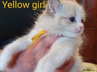 Ragdoll cats Ragdoll kittens GCCF registered £995 - Advert 4