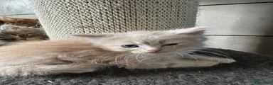 Persian 2